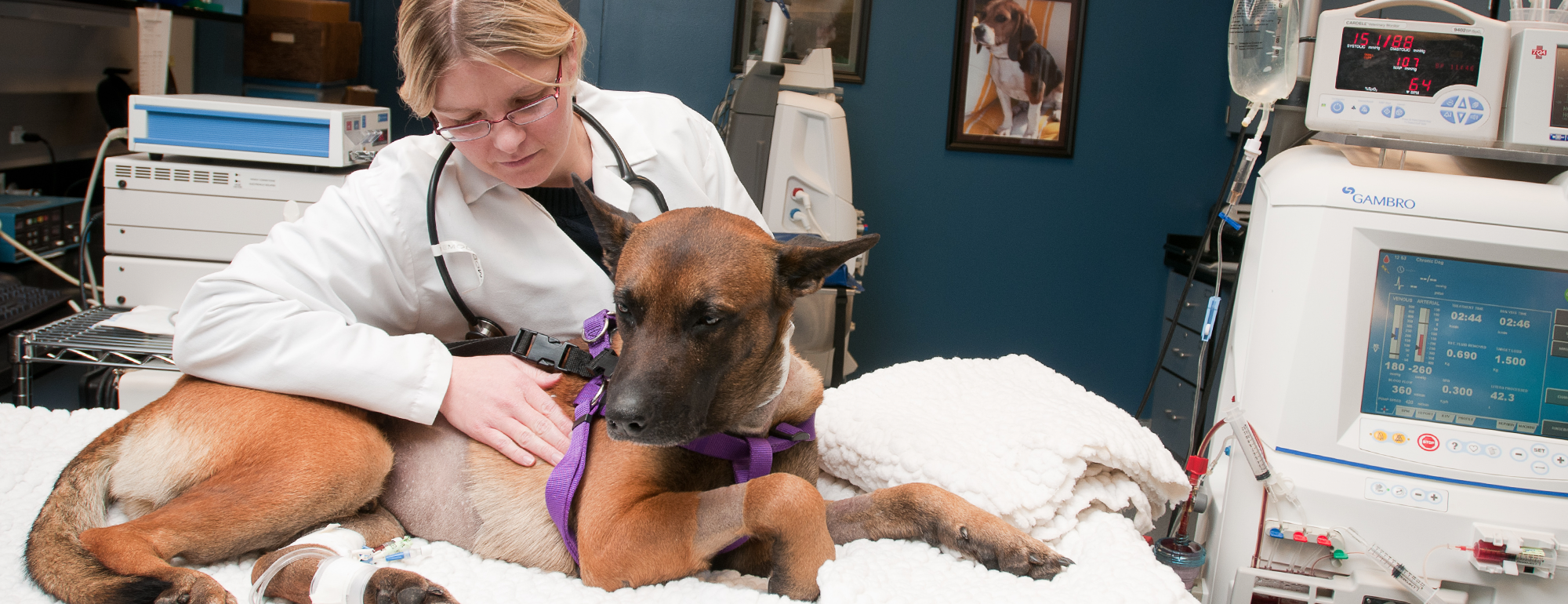 Uc Veterinary Medical Center San Diego